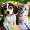 Грижата за куче или коте влияе здравословно на човешкия организъм